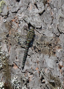Image of Common Hawker