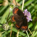 Erebia aethiops Esper 1777 resmi