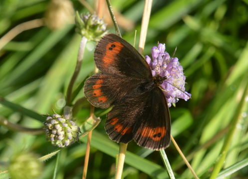 Image de moiré sylvicole