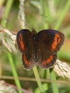 Image of scotch argus