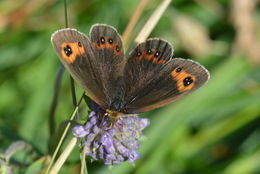 Image of scotch argus