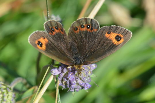 Image of scotch argus