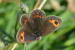 Image of scotch argus