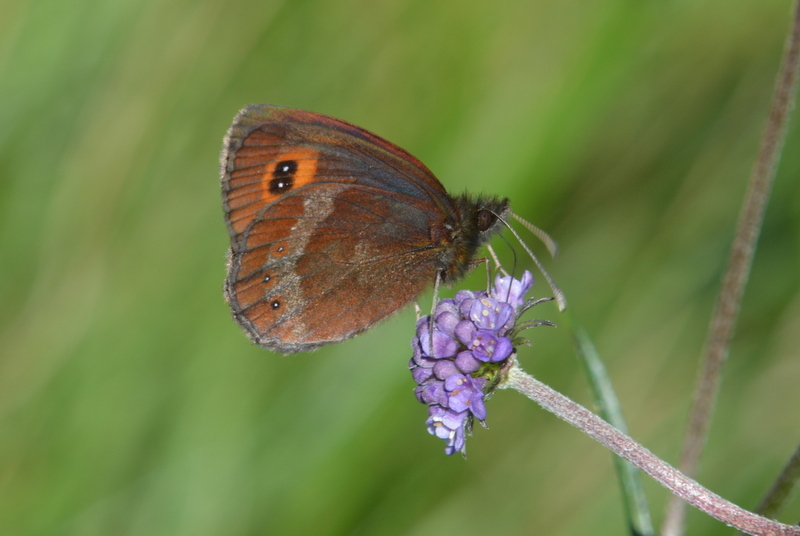 Image of scotch argus