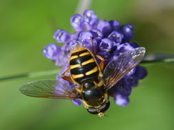 Image of Sericomyia silentis (Harris 1776)