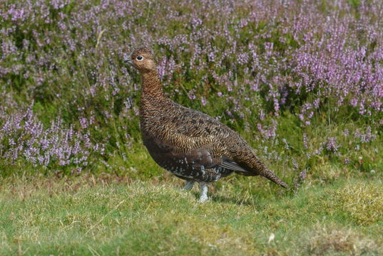 Слика од Lagopus lagopus scotica (Latham 1787)