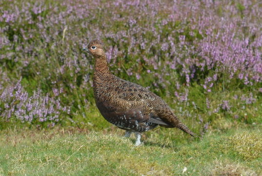 Слика од Lagopus lagopus scotica (Latham 1787)