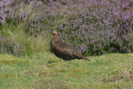 Image of Red Grouse