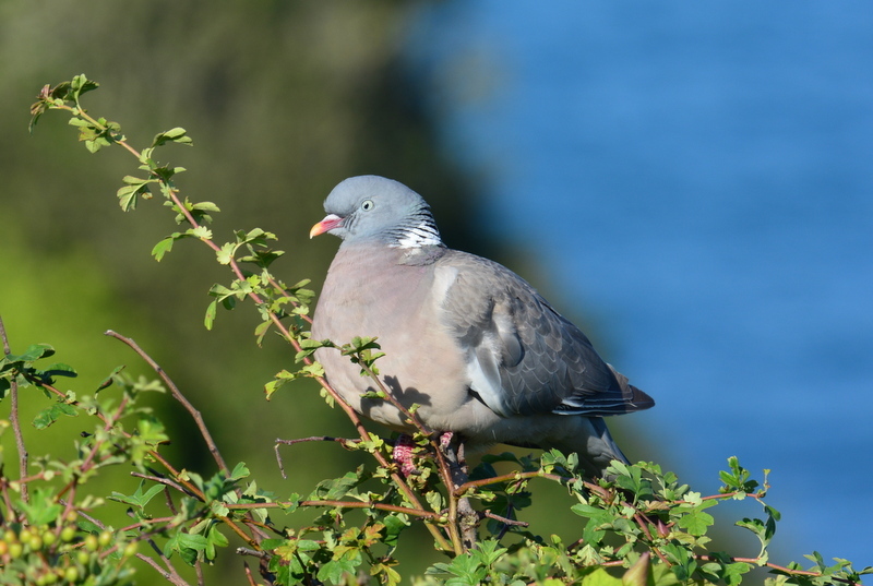 Image of Common Wood Pigeon