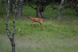 Image of roe deer, western roe deer
