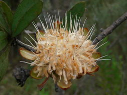 Image of Cluster-head protea