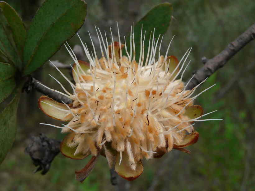 Image of Cluster-head protea