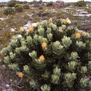 Sivun Leucospermum conocarpodendron (L.) Buek kuva