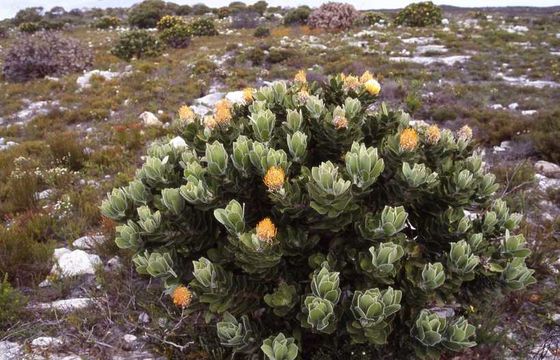 Image of Grey tree-pincushion