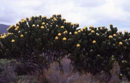 Image of Grey tree-pincushion