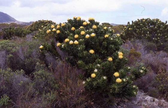 Image of Grey tree-pincushion