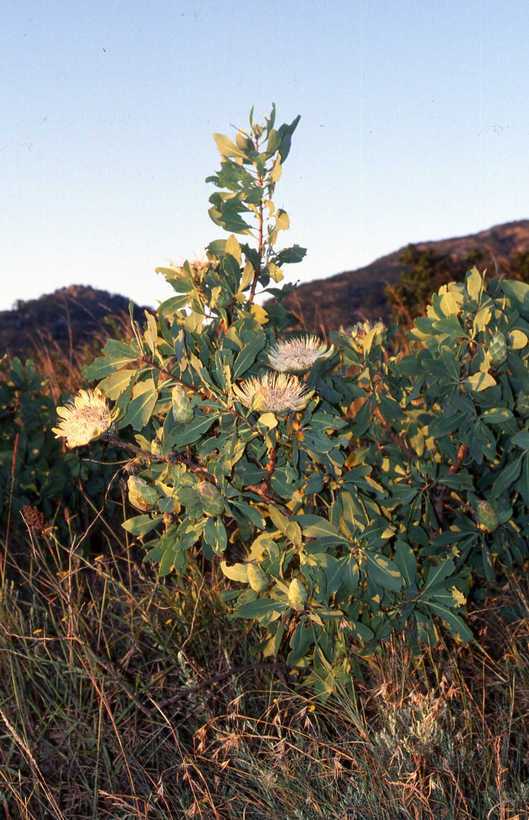 Image of Cluster-head protea