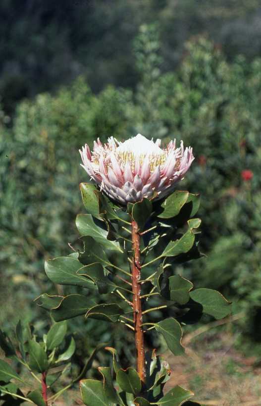 Image of king protea