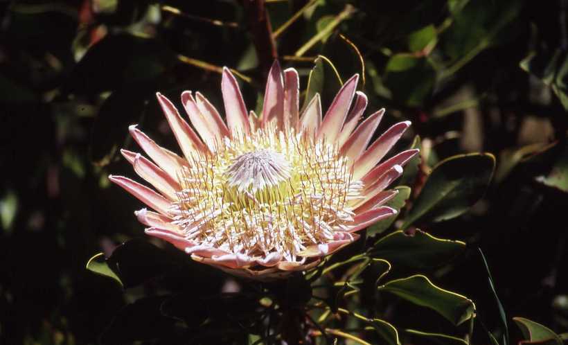 Imagem de Protea cynaroides (L.) L.