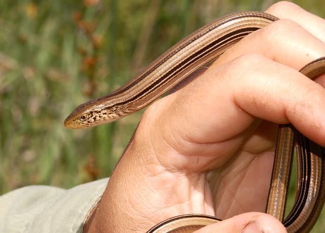 Ophisaurus attenuatus attenuatus Cope 1880 resmi