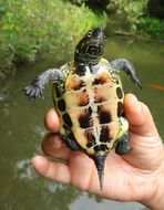 Image of Chinese Pond Turtle