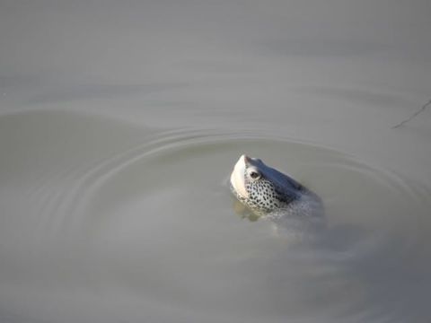 Image of Malaclemys terrapin centrata (Latreille 1802)