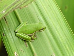 Image of American Green Treefrog