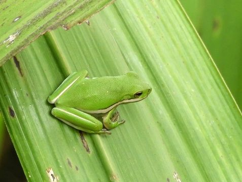 Image of American Green Treefrog