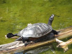 Image of American Red-bellied Turtle