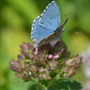 Polyommatus bellargus (Rottemburg 1775)的圖片