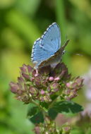 Image of Polyommatus bellargus (Rottemburg 1775)