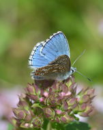 Image of Polyommatus bellargus (Rottemburg 1775)