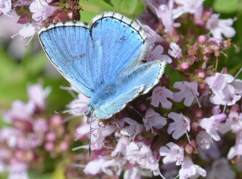 Image of Polyommatus bellargus (Rottemburg 1775)