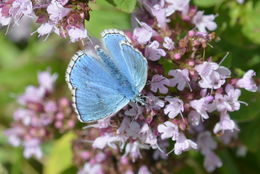 Image of Polyommatus bellargus (Rottemburg 1775)