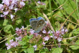 Image of Polyommatus bellargus (Rottemburg 1775)