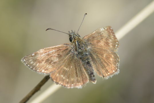 Image of dingy skipper