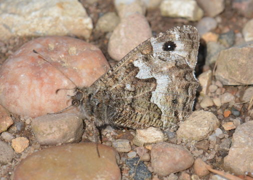 Image of Grayling