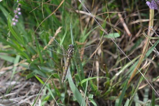 Слика од Orthetrum coerulescens (Fabricius 1798)