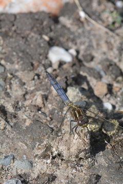 Image of Keeled Skimmer