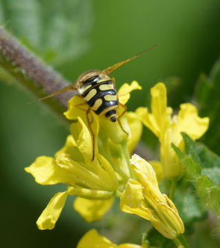 Image de Syrphe des corolles