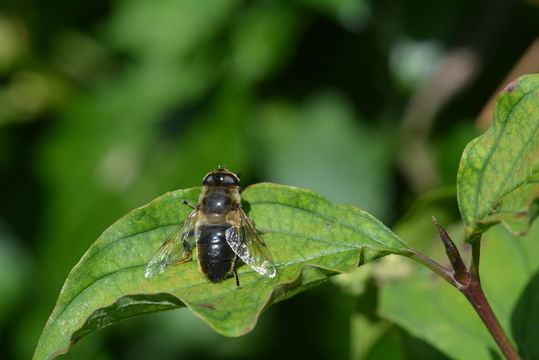 Image of Drone Flies