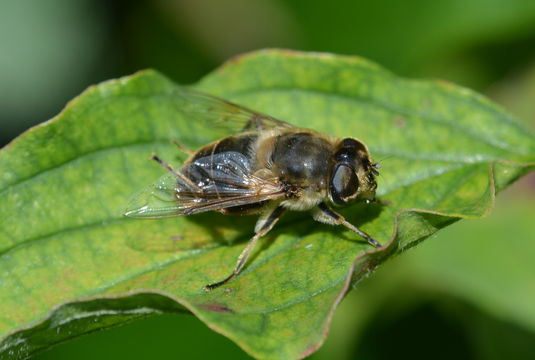 Image of Drone Flies