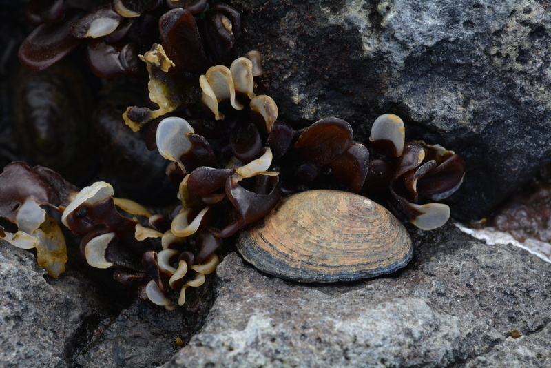 Image of Antarctic limpet