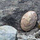 Image of Antarctic limpet