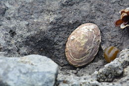 Image of Antarctic limpet