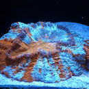 Image of flat cup coral