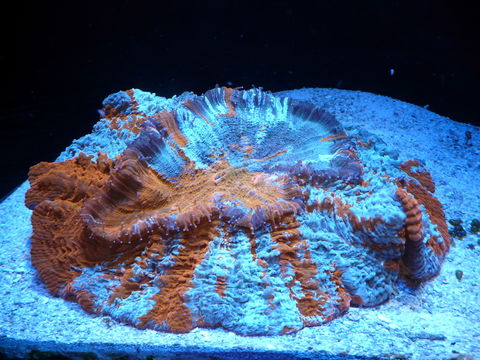 Image of flat cup coral