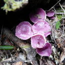Image of Hygrocybe reesiae A. M. Young 1997