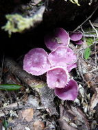 Image of Hygrocybe reesiae A. M. Young 1997