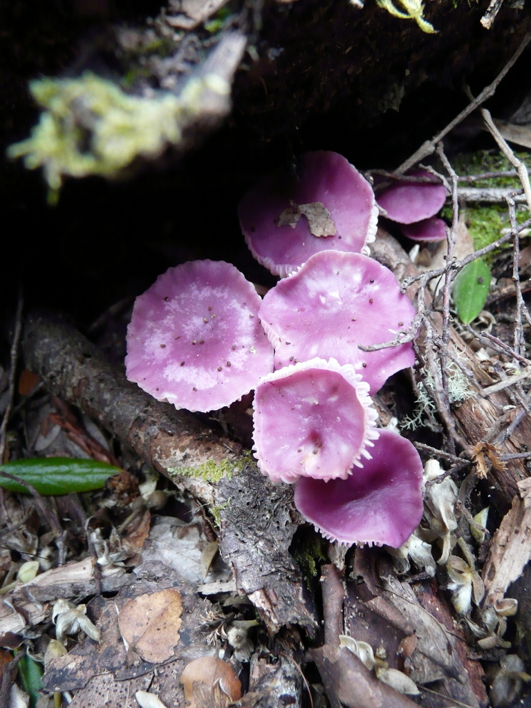 Image de Hygrocybe reesiae A. M. Young 1997